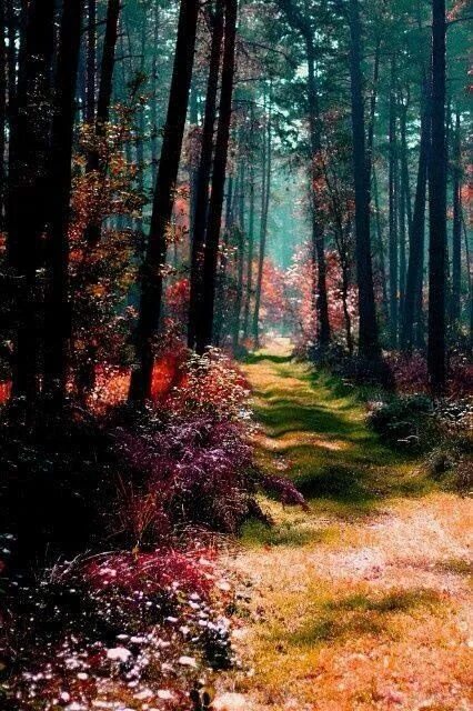 Лес вертикальное фото дороги Scenery, Beautiful landscapes, Beautiful nature