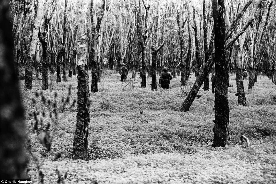 Лес война фото Never-before-seen images of the Vietnam War through the eyes of a soldier who hi