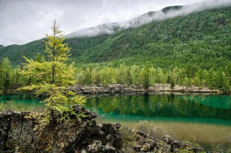 Леса байкала фото Siberia. Beautiful Green Fog Lake in the Forest Stock Photo - Image of pine, pea