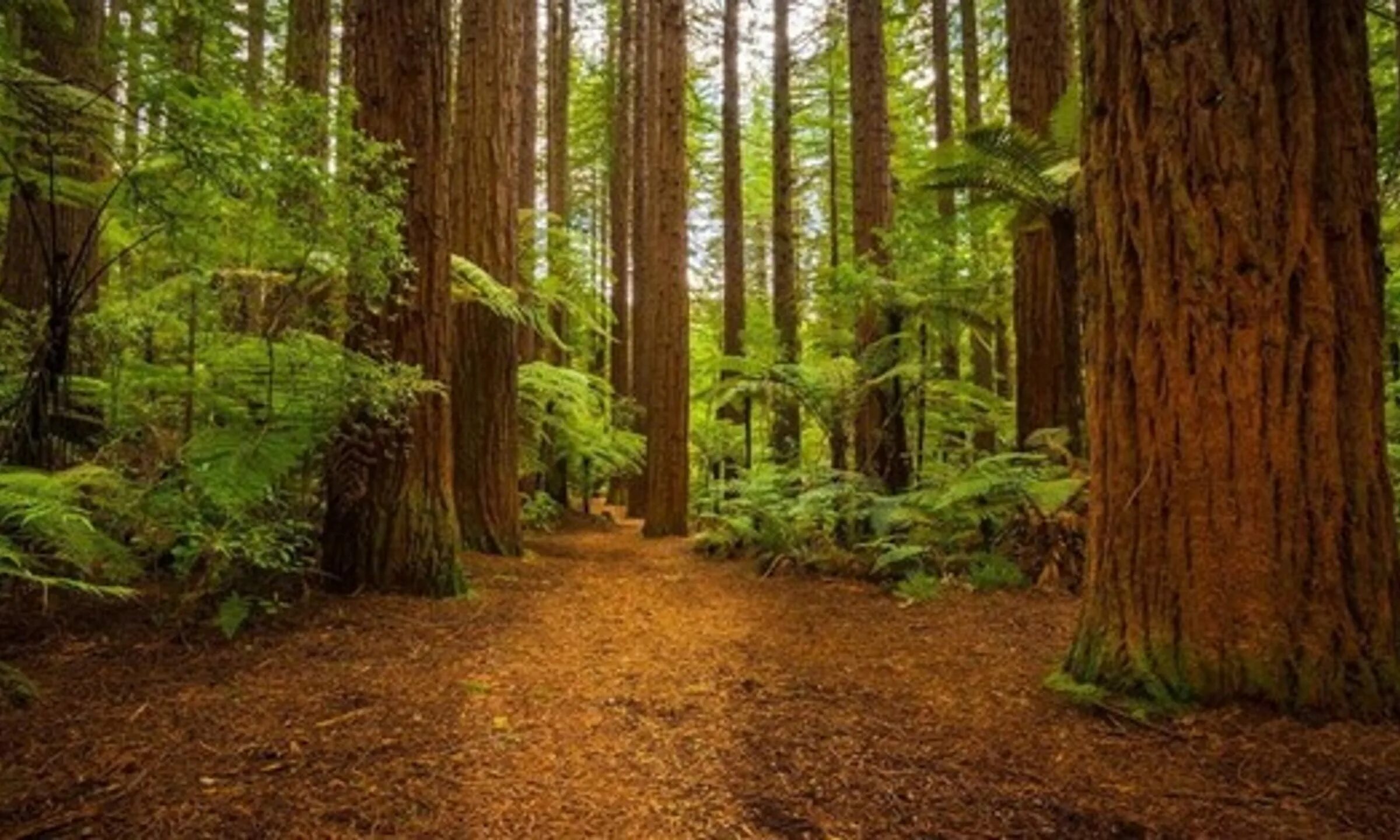 Леса фото видео The 35 Best Songs About Trees and Forests, Ranked By Votes