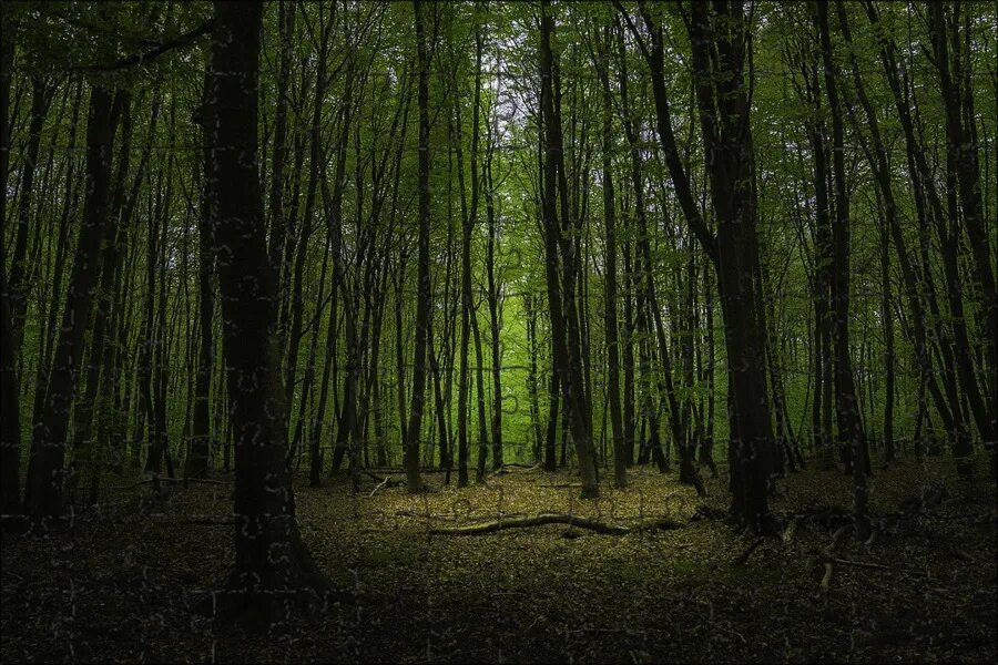 Леса франции фото Магнитный пазл 27x18см."Фонтенбло, франция, лес" на холодильник - купить с доста