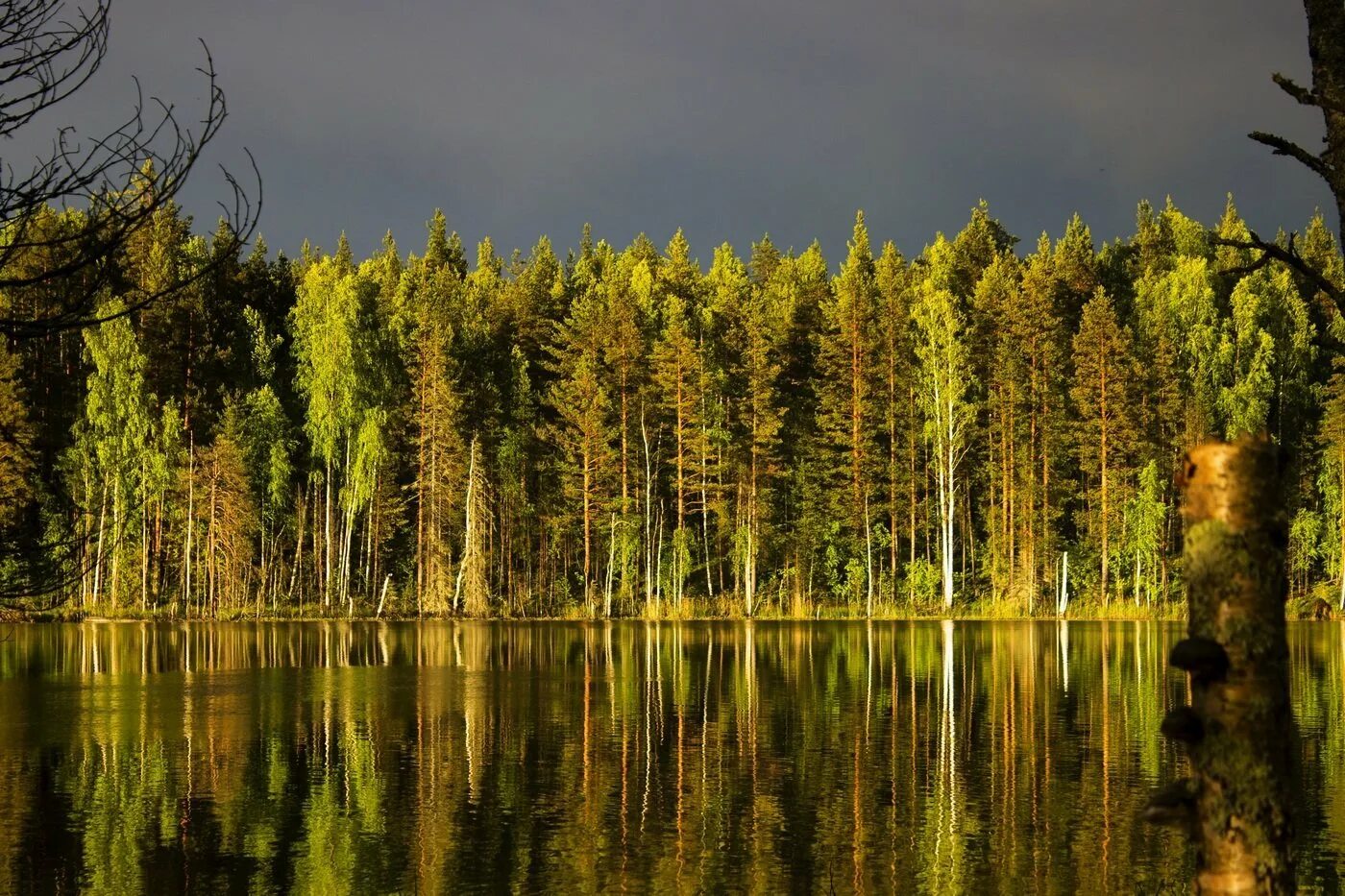 Леса карелии фото Лесная петрозаводск