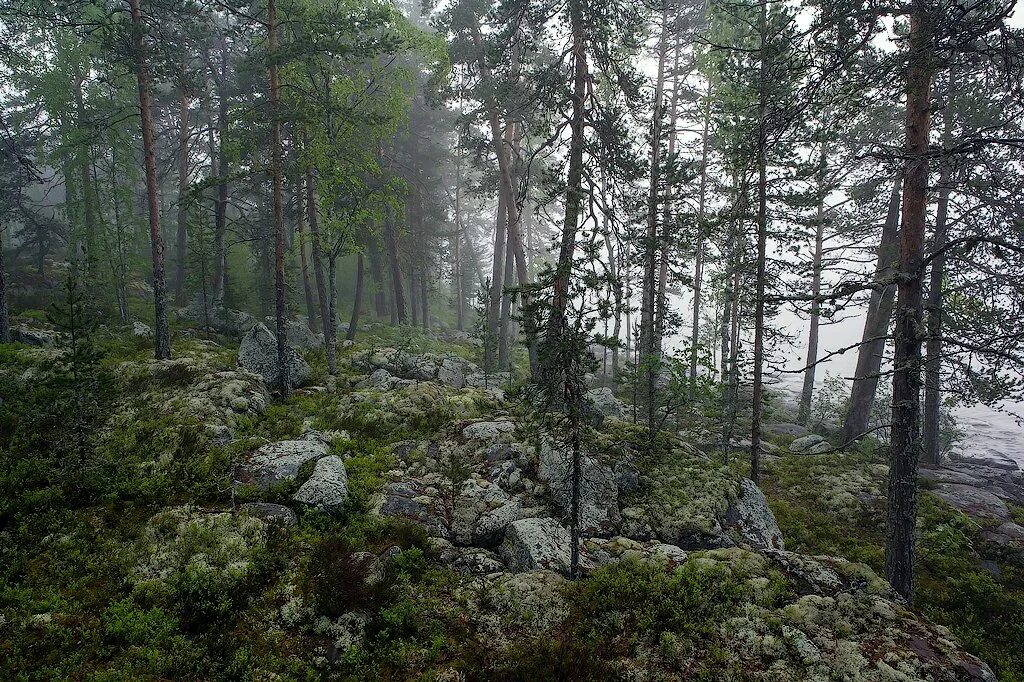 Леса карелии фото Можно леса карелии