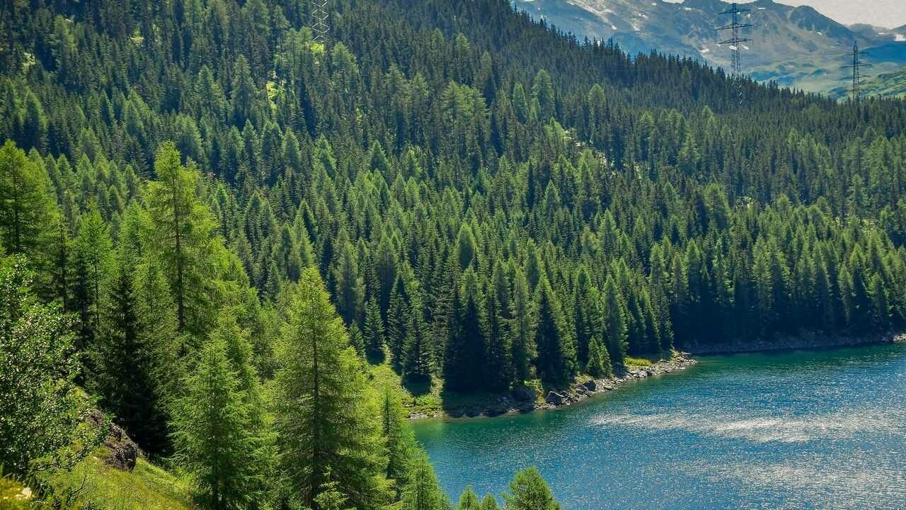 Леса казахстана фото Картина на холсте 60x60 LinxOne "Лес вода озеро деревья ель" интерьер для дома /