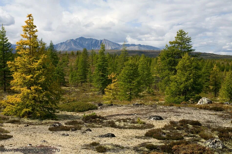 Леса магаданской области фото Репетиция осени в окрестностях озера Момонтай Photogeographic Дзен