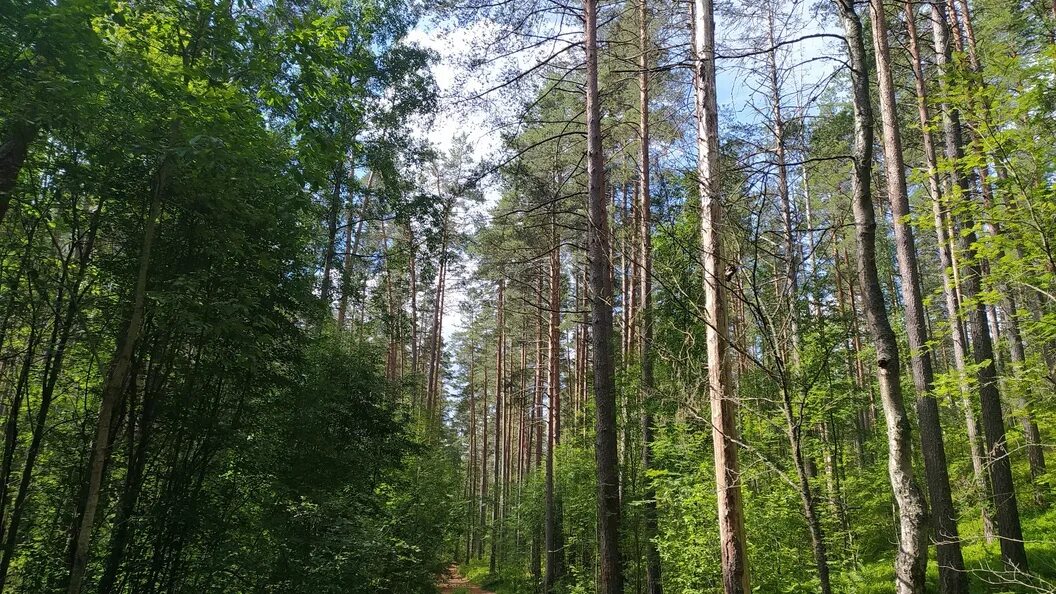 Леса подмосковья фото В Вознесенском районе третий день ищут пропавшую в лесу женщину