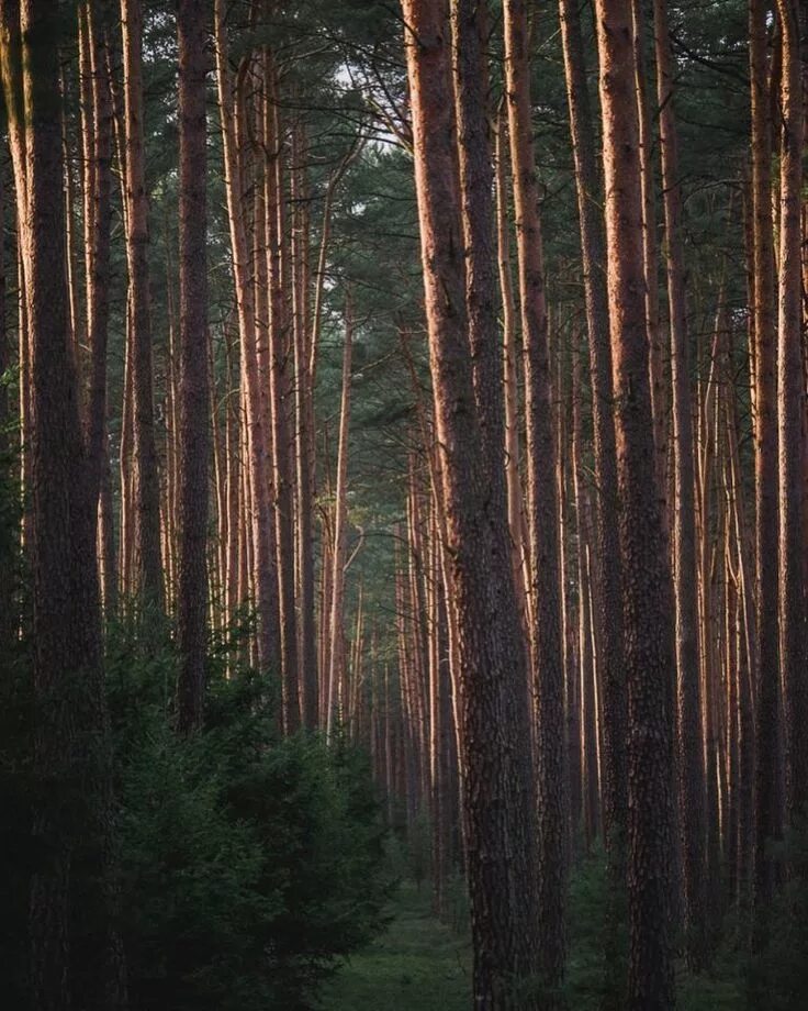 Леса польши фото Photographer Jakub Wencek Explores The Forests Of Poland To Capture Fantastic Ph
