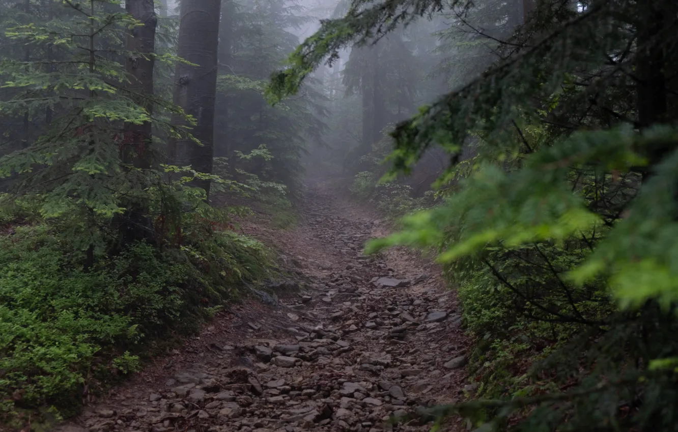 Леса польши фото Обои Beskid Wyspowy, природа, деревья, Poland, тропинка, Польша, Бескид Высповы,
