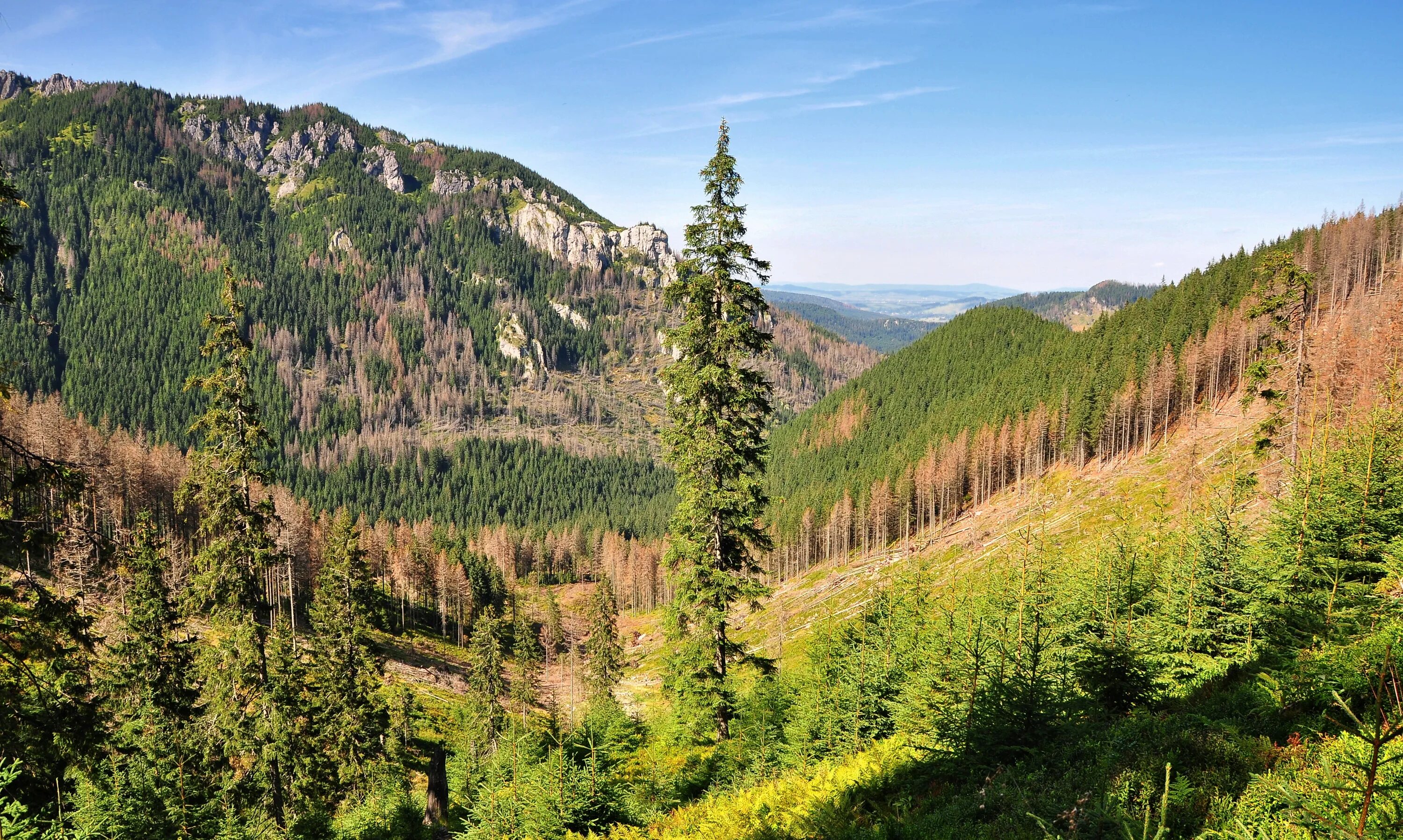 Леса польши фото View Tatry Western Tatras free image download