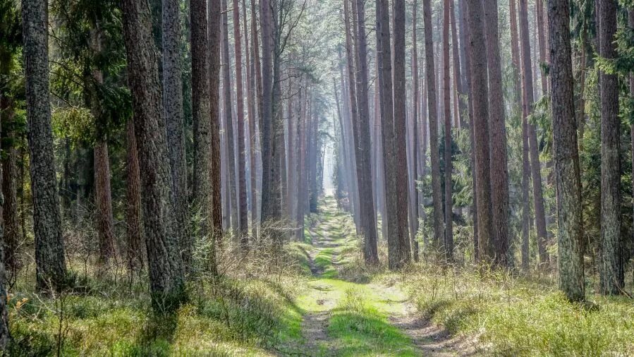 Леса польши фото Polish Forest - Amazing Place - Steemit