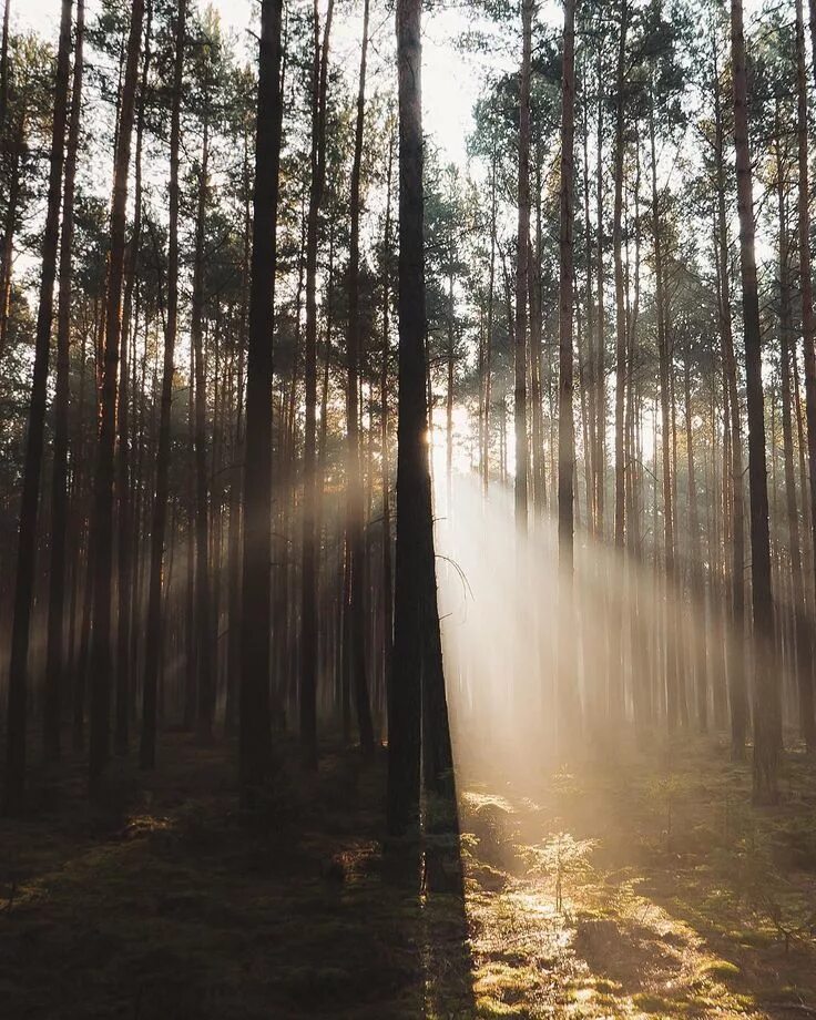 Леса польши фото Sombrescapes on Instagram: "Presents: Featured artist: @tanczacachmura Tag: #som