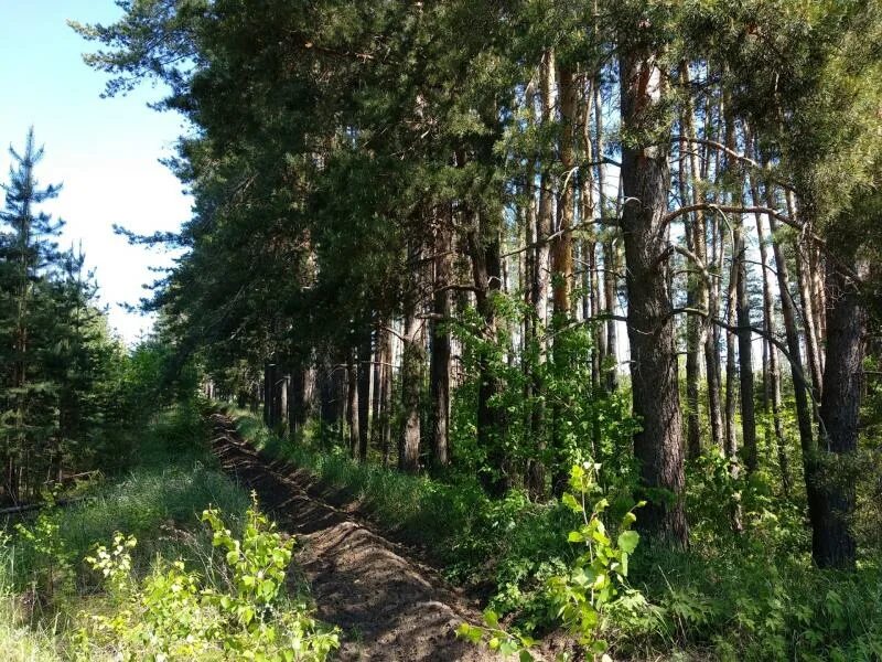 Леса самарской области фото В Самарской области усилили контроль за лесами Борского района СОВА - главные но
