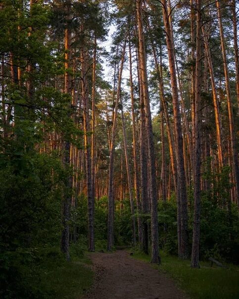 Леса самарской области фото Тольяттинский лес, Самарская область Фото: Никита Ефременко #тольятти #лес #точк