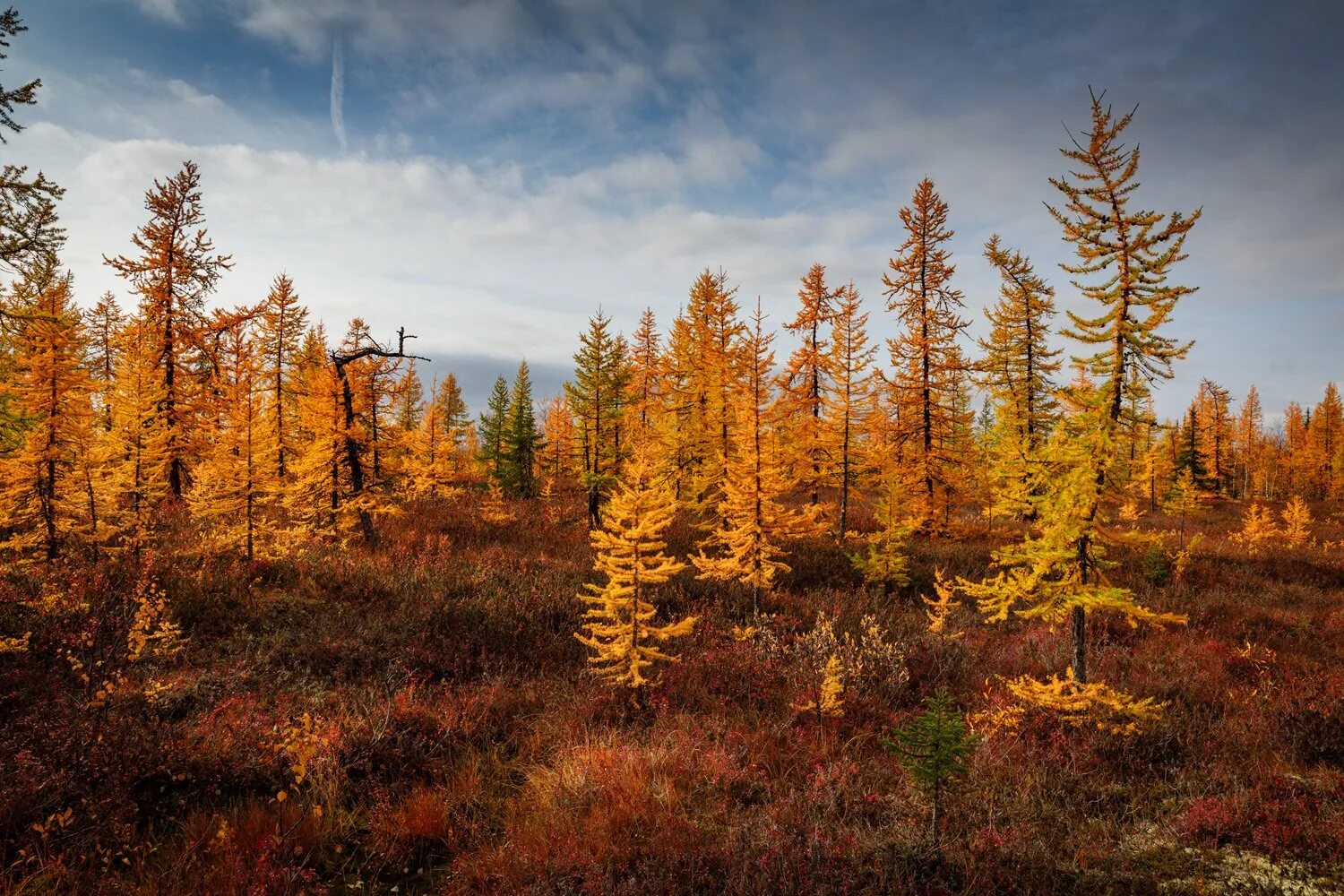 Леса севера фото Фотограф Евгений Кужилев