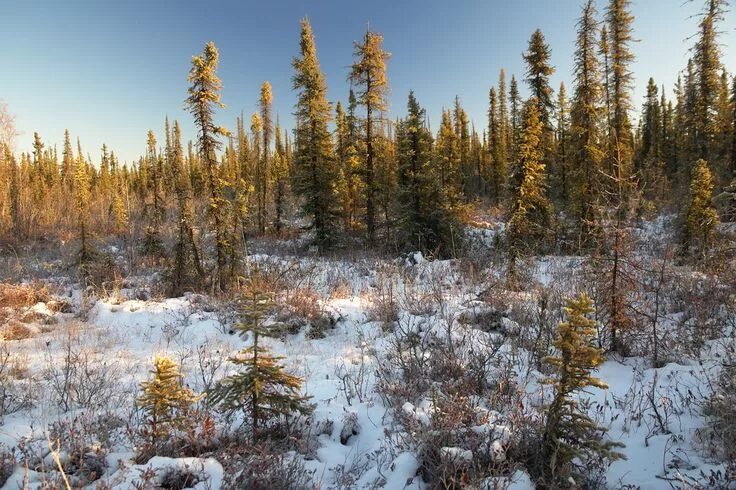 Леса севера фото Autumn Boreal Light Arctic landscape, Boreal forest, Fantasy art landscapes