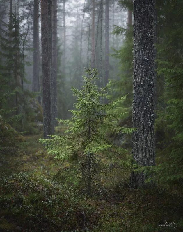 Леса севера фото Фотограф Степаненко Ольга (Olga Stepanenko) - Альбомы - В лесах под Выборгом
