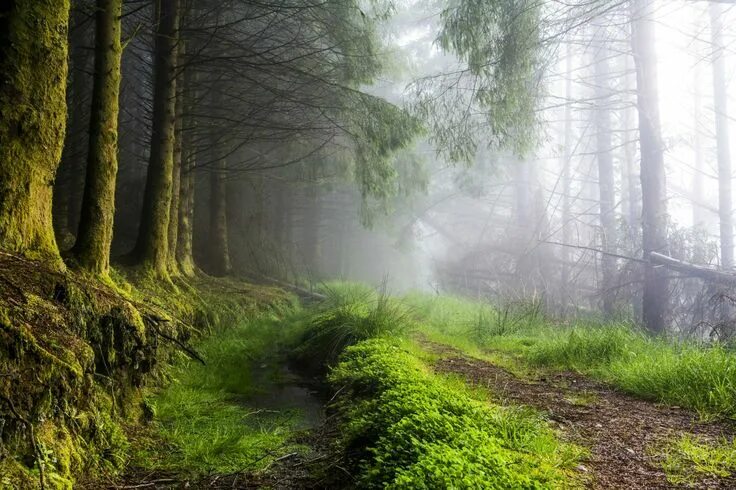 Леса шотландии фото Spruce Forest in Scotland by Suzanne Spijkers 2700x1800 * /r/EarthPorn Earth pho