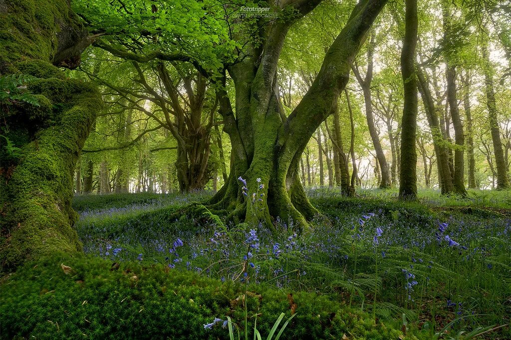 Леса шотландии фото Bluebell Woods' - Scotland In just a few short days this . Flickr