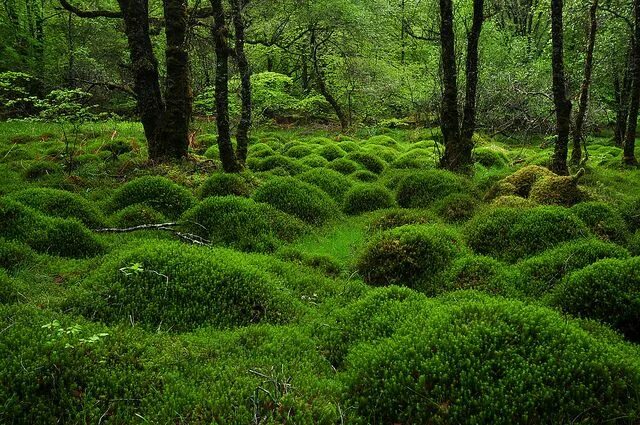 Леса шотландии фото Mossy mounds, Sutherlands Grove Forest, Scotland Virtual travel, Places in scotl