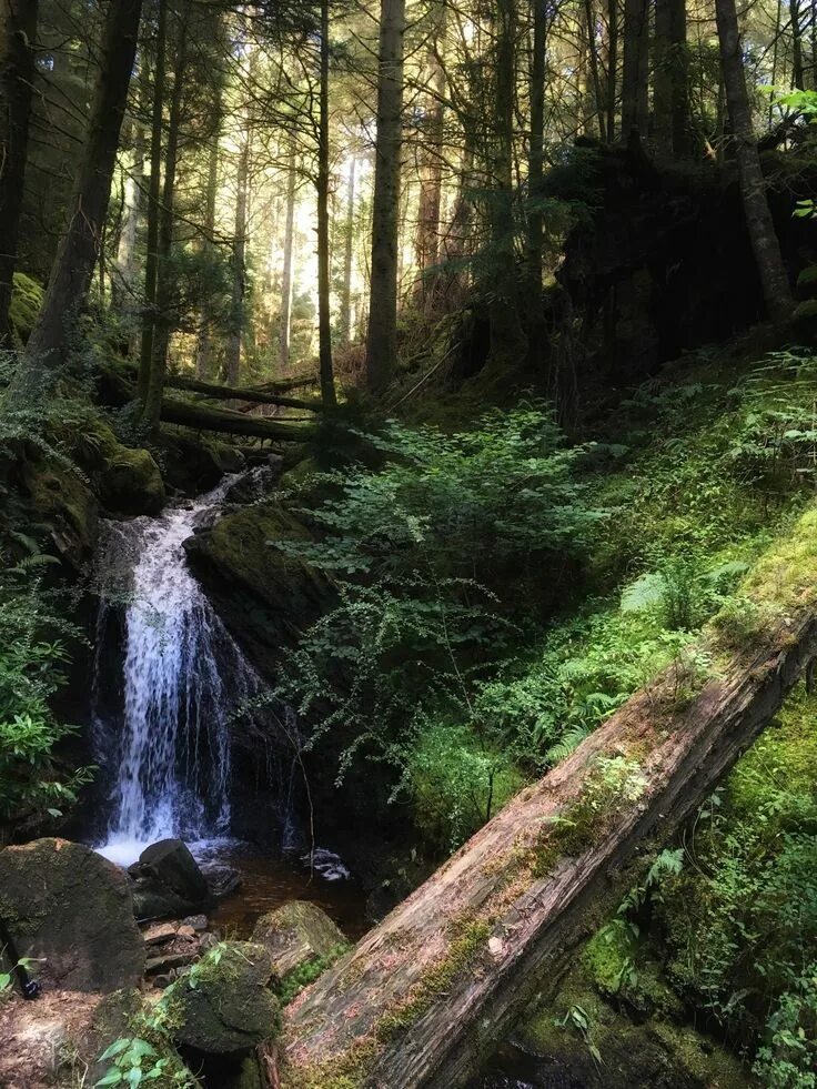 Леса шотландии фото The Endless Forest
