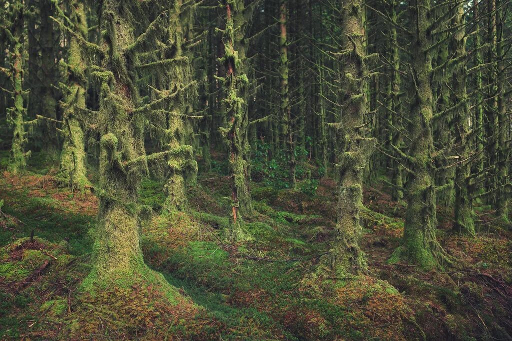 Леса шотландии фото Fairytale Forest Scotland, 2013 © Matthias Haker 2014 Follo. Flickr