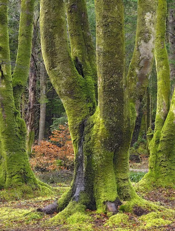 Леса шотландии фото Moss covered Beech in Glencoe, Scotland Scotland castles, Nature inspiration, Re