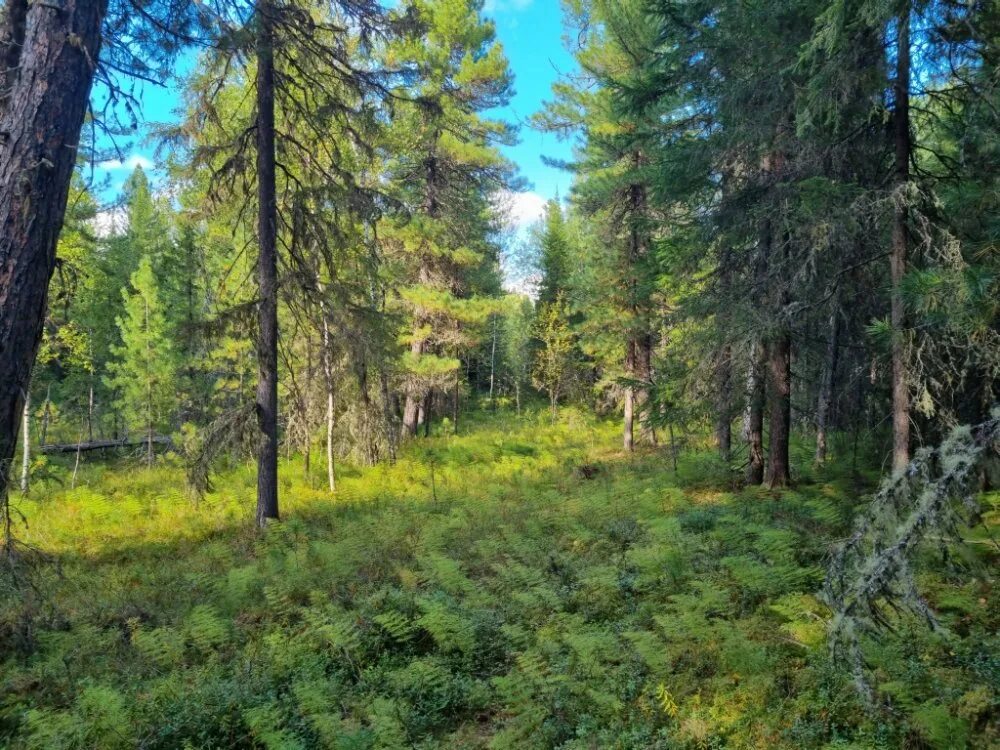 Леса сибири фото Шишкари. / Сибирский охотник