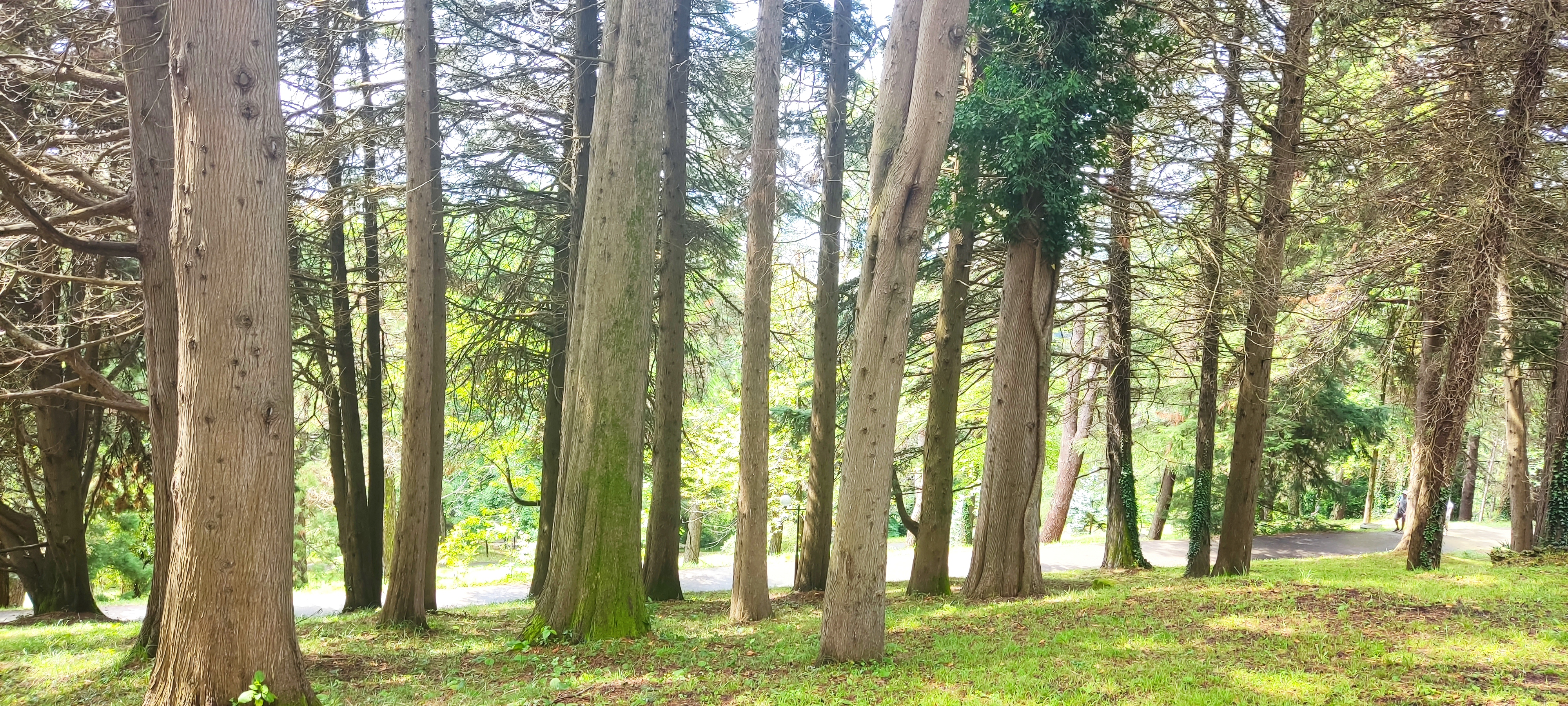 Леса сочи фото Photo: Роща секвойи гигантской, urban forest, Krasnodar Territory, Sochi, Dendra