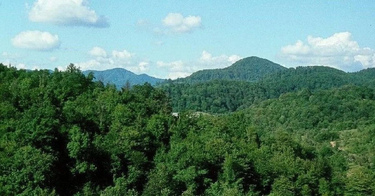Леса сочи фото В Сочи спасатели вывели из леса заблудившихся туристов - Кубанские новости