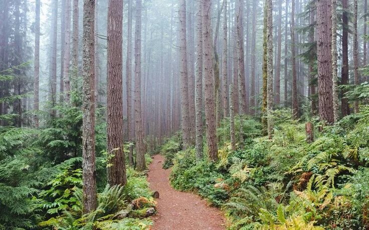 Леса сша фото Issaquah, Washington Nikon D750 Digital SLR https://www.abesofmaine.com/Nikon_D7