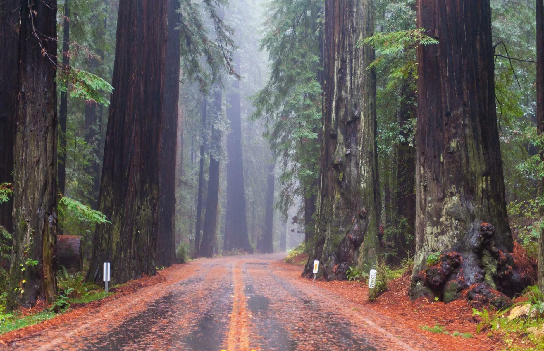 Леса сша фото Underrated US Road Trips You Need To Try