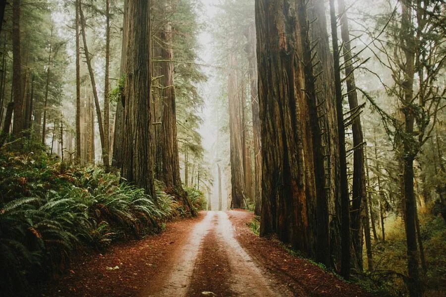 Леса сша фото 10 Photographers That Will Alter Your Perception of 500px Scenery, Beautiful nat