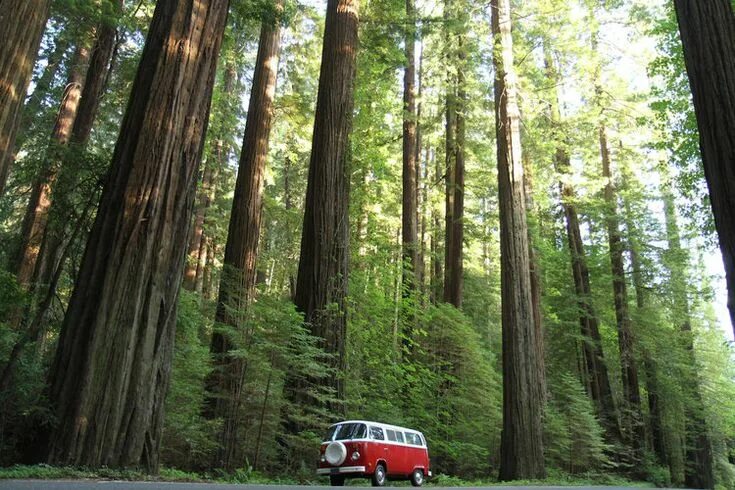 Леса сша фото National park road trip, California national parks, Redwood national park