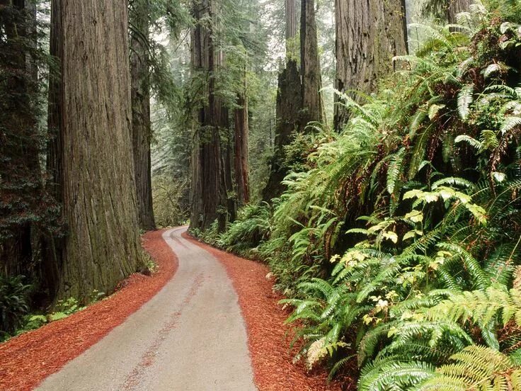 Леса сша фото Redwood National Park, California California national parks, Redwood national pa