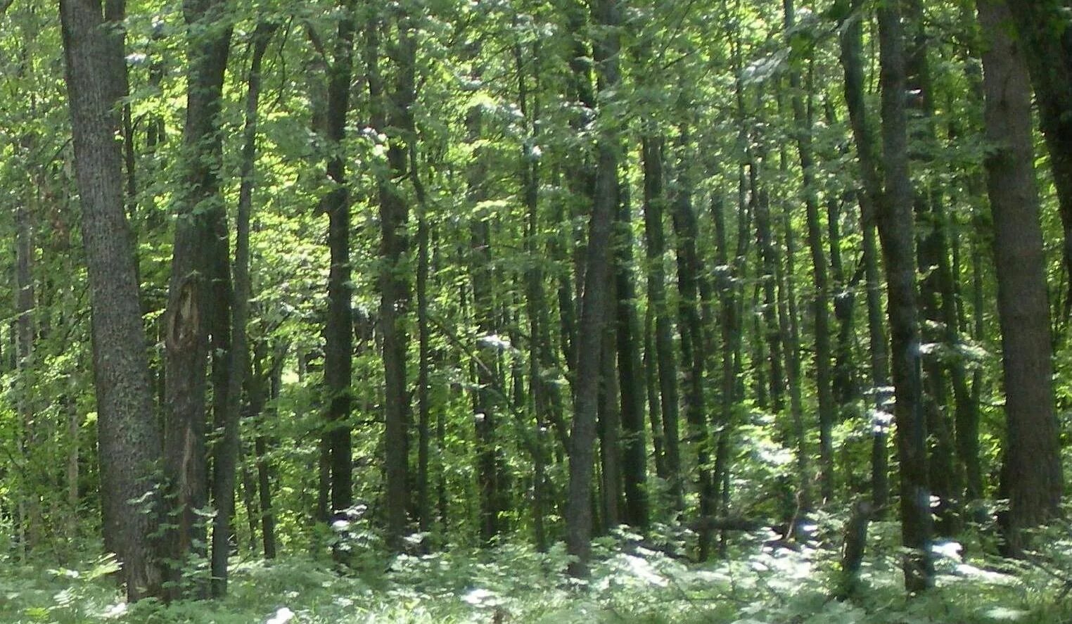 Леса украины фото Широколиственный лес. - Окрестности города Заречного - Landscapes and habitats -
