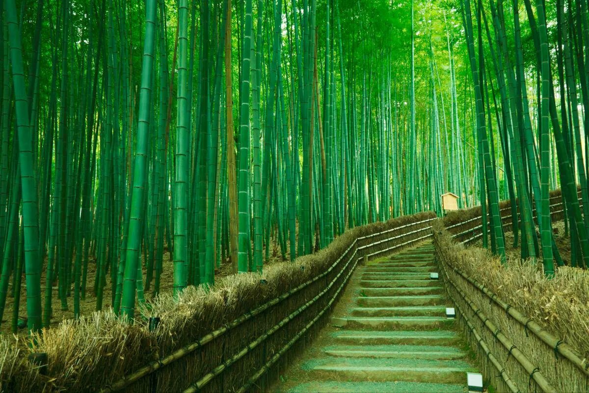 Леса японии фото One-day tour of Uji, the hometown of matcha in Kyoto, Fushimi Inari Shrine, and 