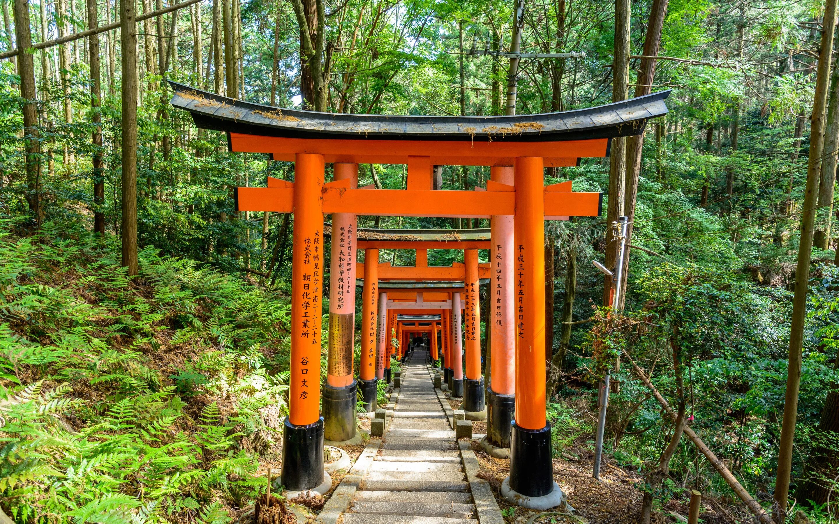Леса японии фото Download wallpaper Nature, Road, Japan, Forest, Trail, Kyoto, Torii, section nat