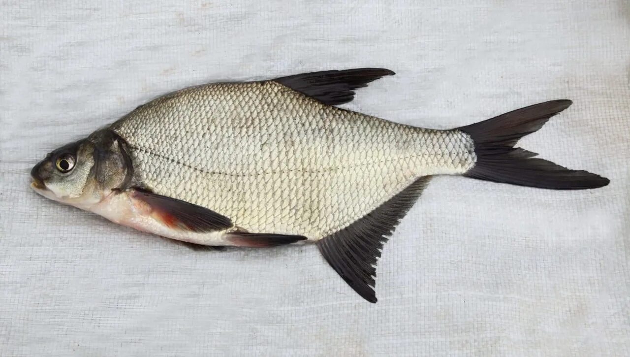 Лещ фото рыба Pine boron and Kingisepp. There are fish available: - bream - 240 rubles / kg. E