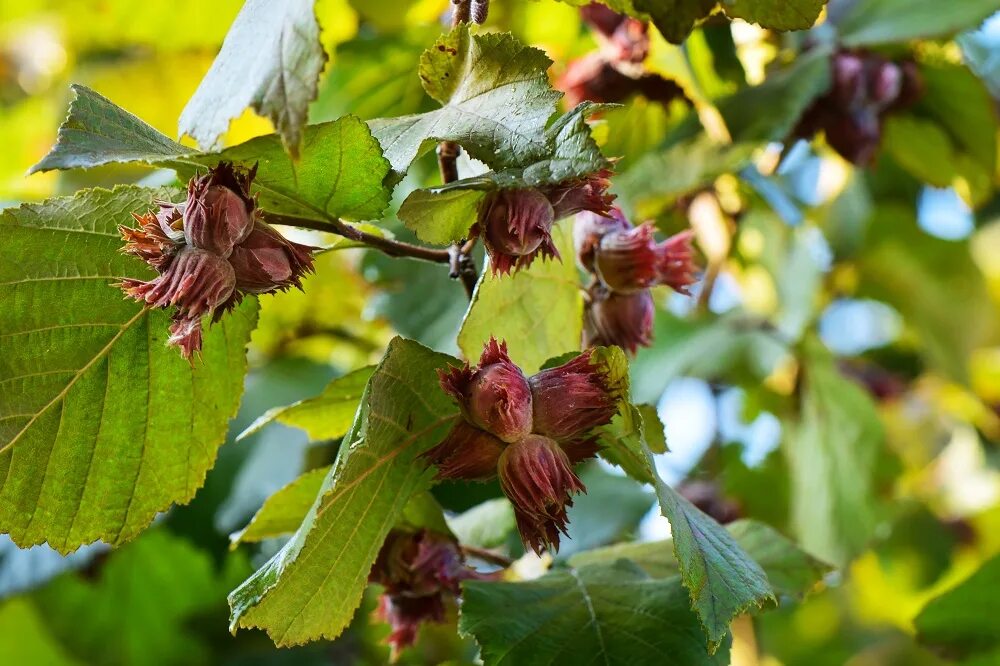 Лещина фото дерева corylus-krasnaja-smolina Интернет-магазин цветов и растений PlantShip