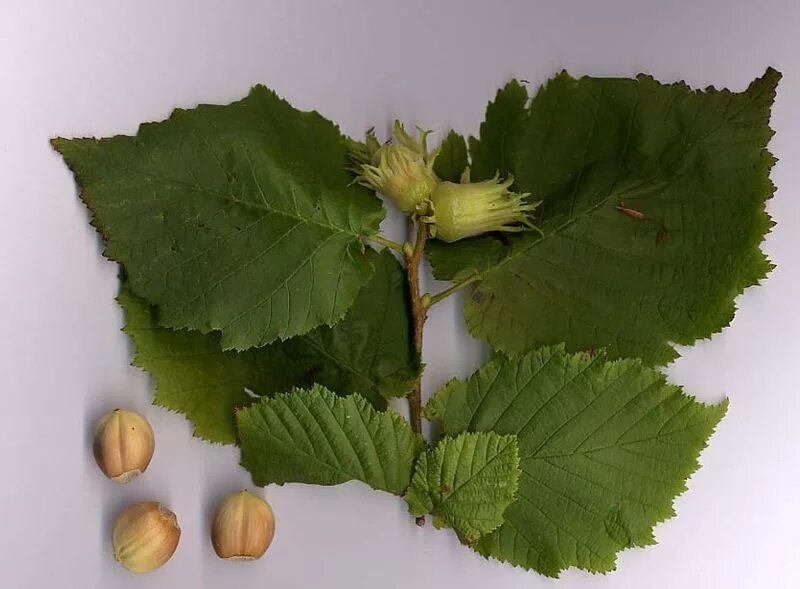 Лещина фото листьев File:Corylus avellana.jpg - Wikipedia