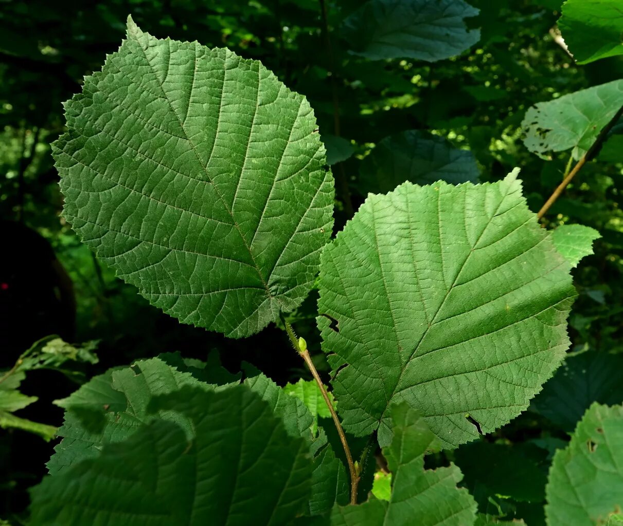 Лещина фото листьев Corylus colurna - Image of an specimen - Plantarium