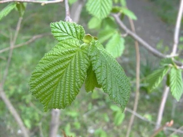 Лещина фото листьев Лещина - лесной орех Plant leaves, Plants, Leaves