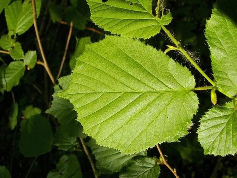 Лещина фото листьев Лещина обыкновенная (Corylus avellana) - ИЛЬБОСКО