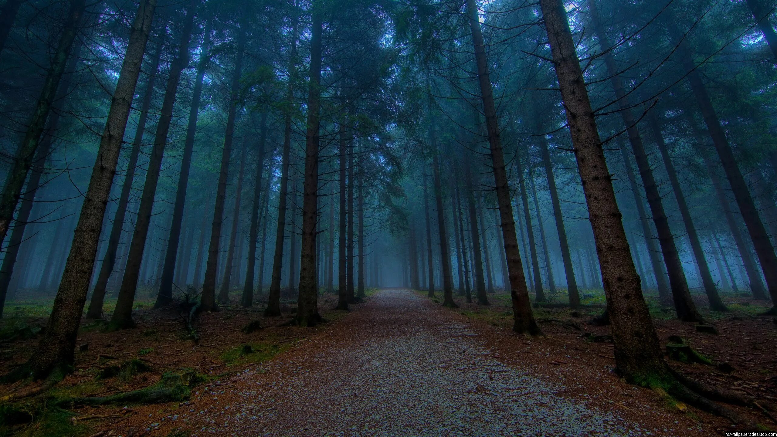 Лесная 4 фото Nature Wallpaper Pack Forest pictures, Mystical forest, Foggy forest