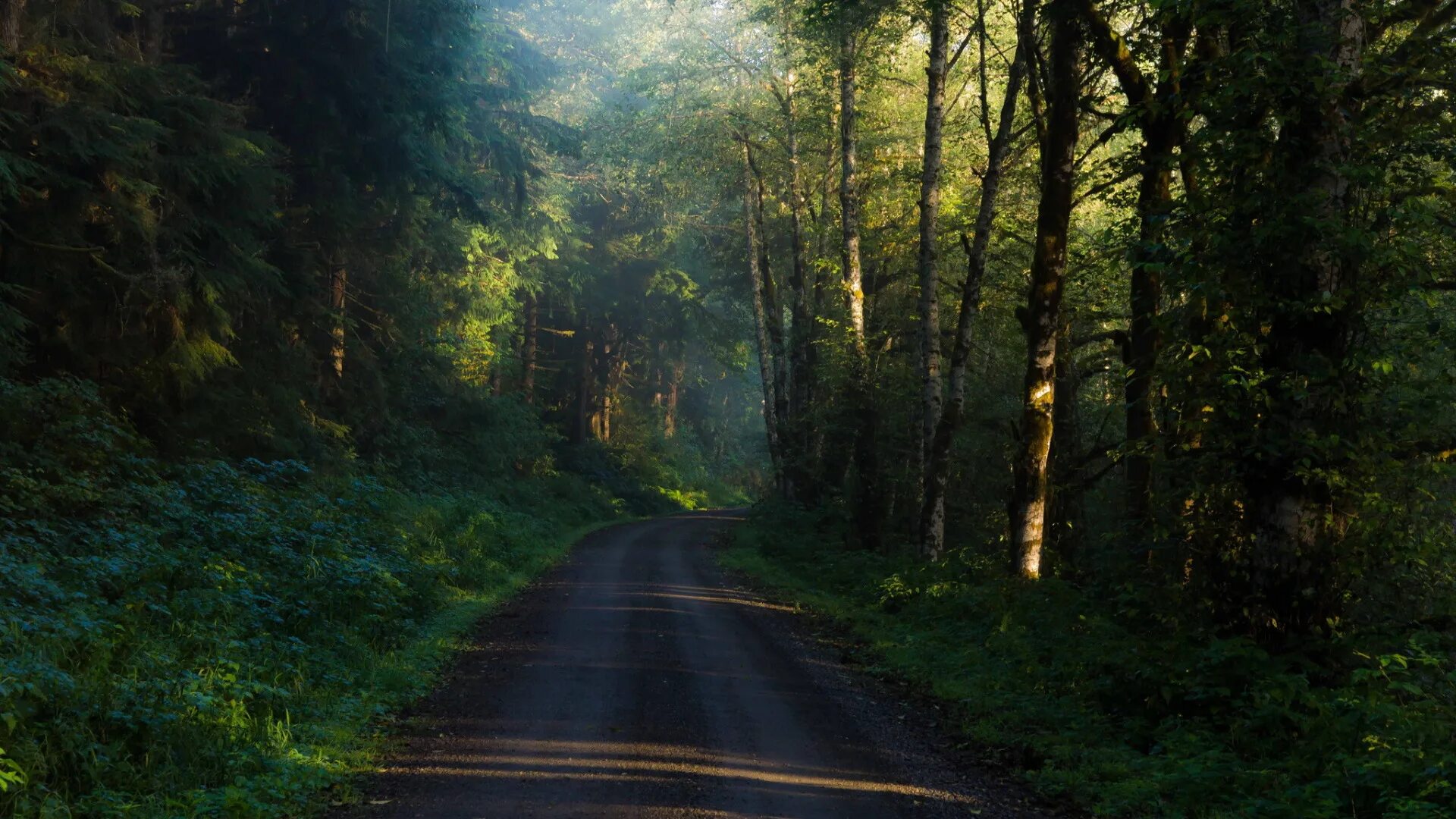 Лесная дорога фото Download wallpaper road, forest, trees, morning, section landscapes in resolutio