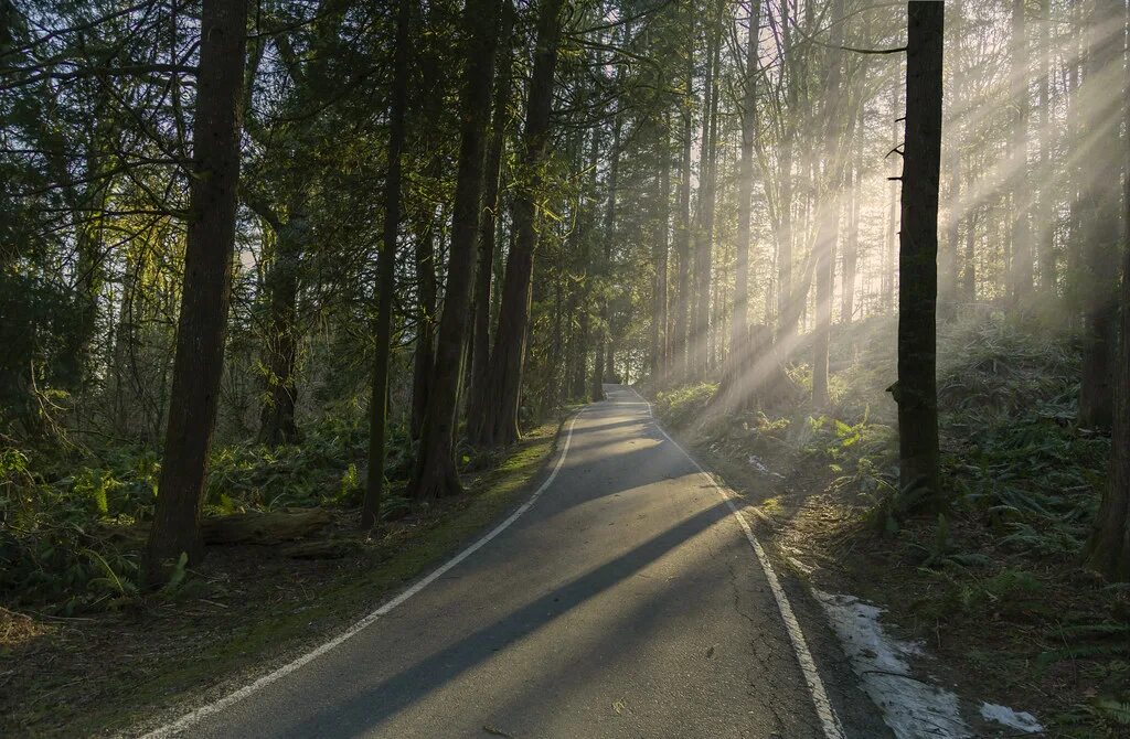 Лесная дорога фото Illumination Laughter is a sunbeam of the soul. Thomas M. Flickr