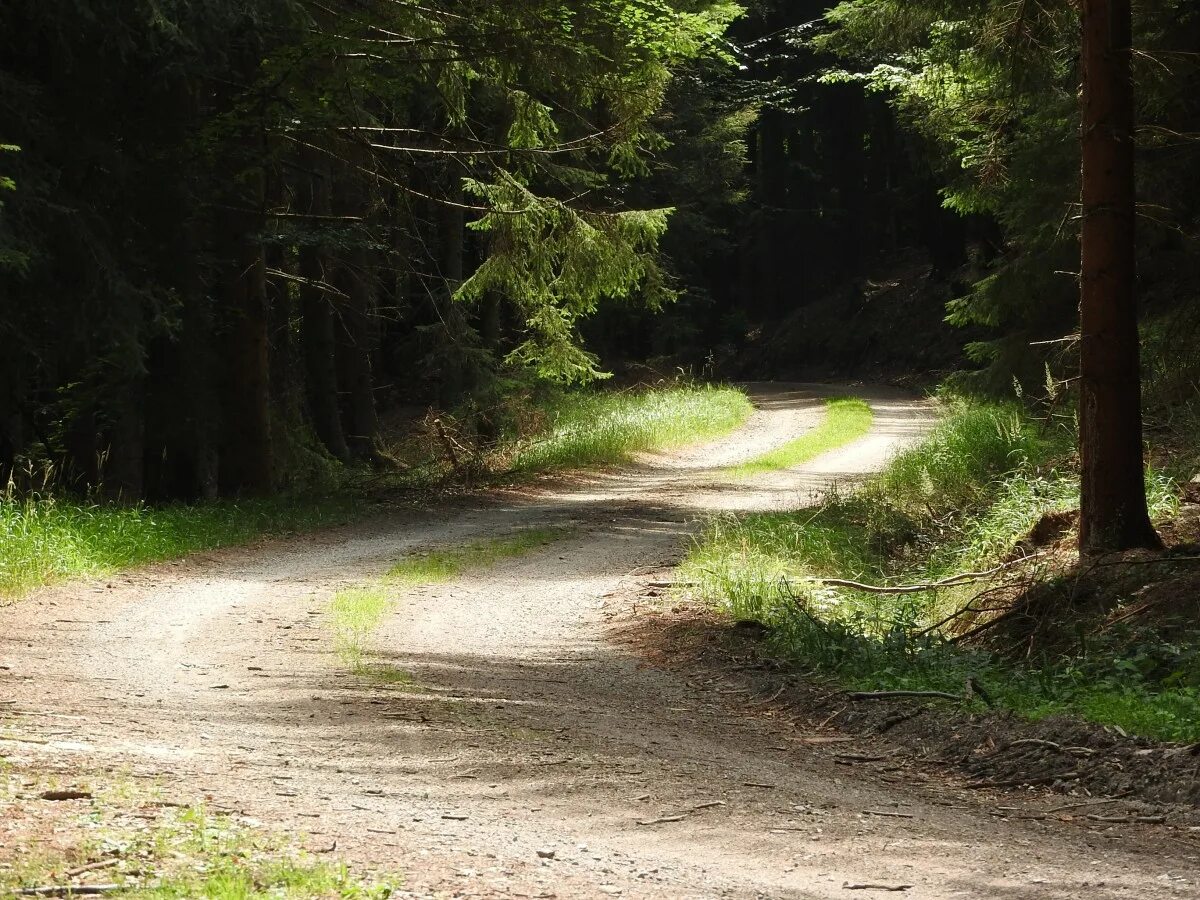 Лесная дорога фото Free Images : landscape, tree, nature, grass, trail, sunlight, leaf, river, dirt