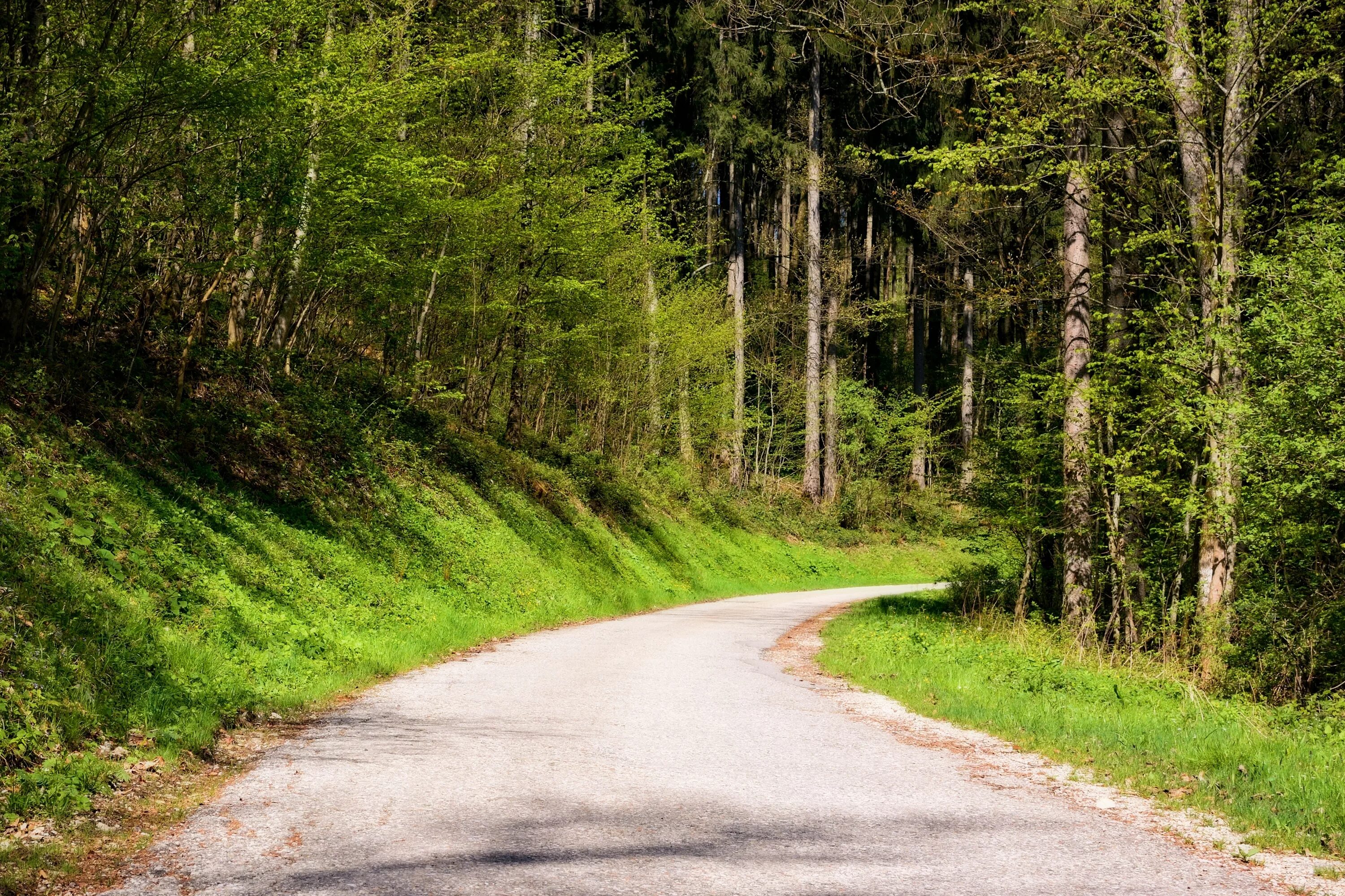 Лесная дорога фото Free Images : tree, forest, grass, wilderness, meadow, leaf, asphalt, dirt road,