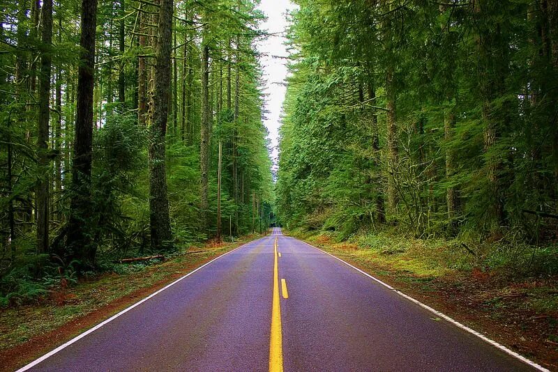 Лесная дорога фото Pin on roads / paths