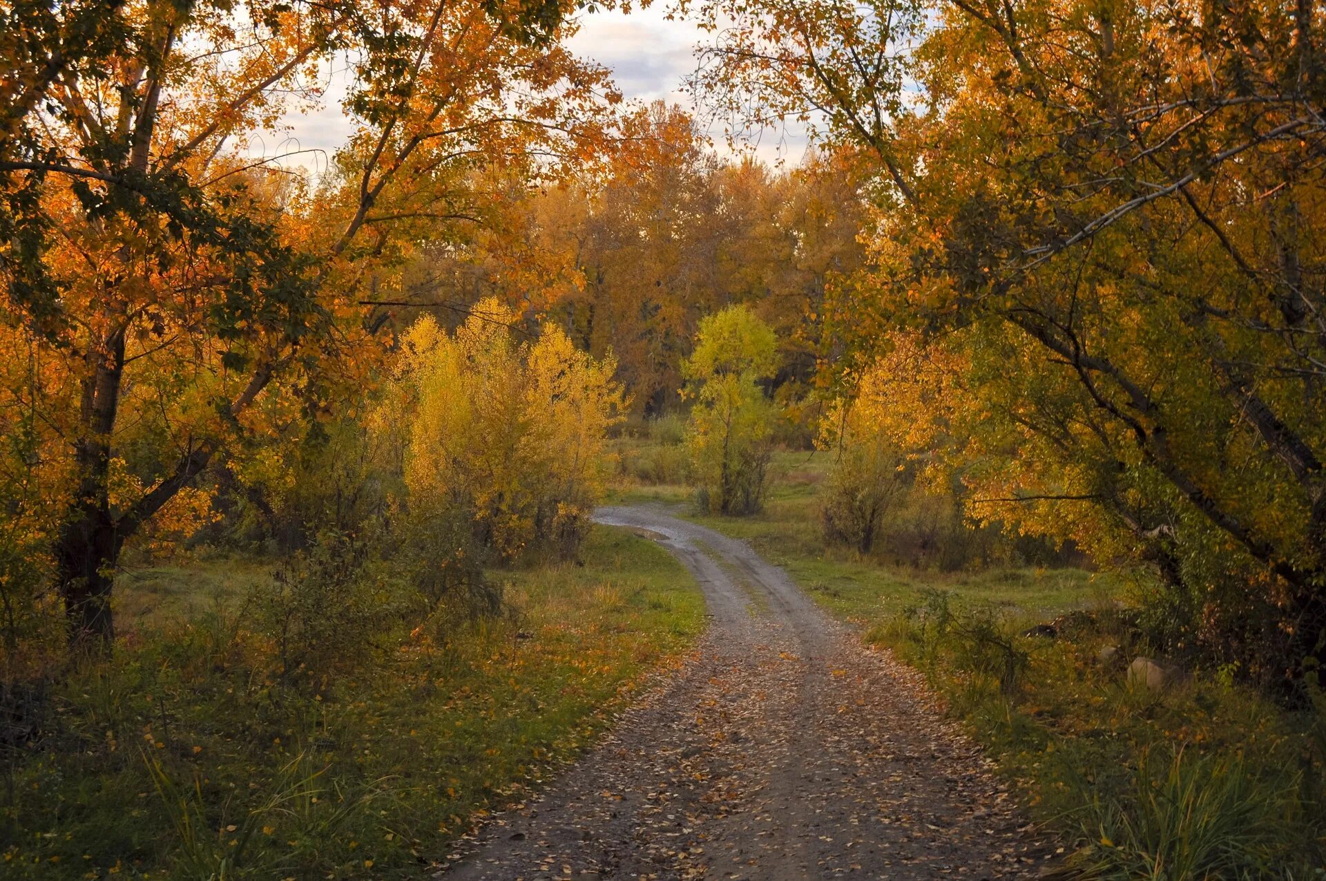 Лесная дорога осенью фото Free Images : landscape, tree, nature, road, trail, sunlight, morning, leaf, gol